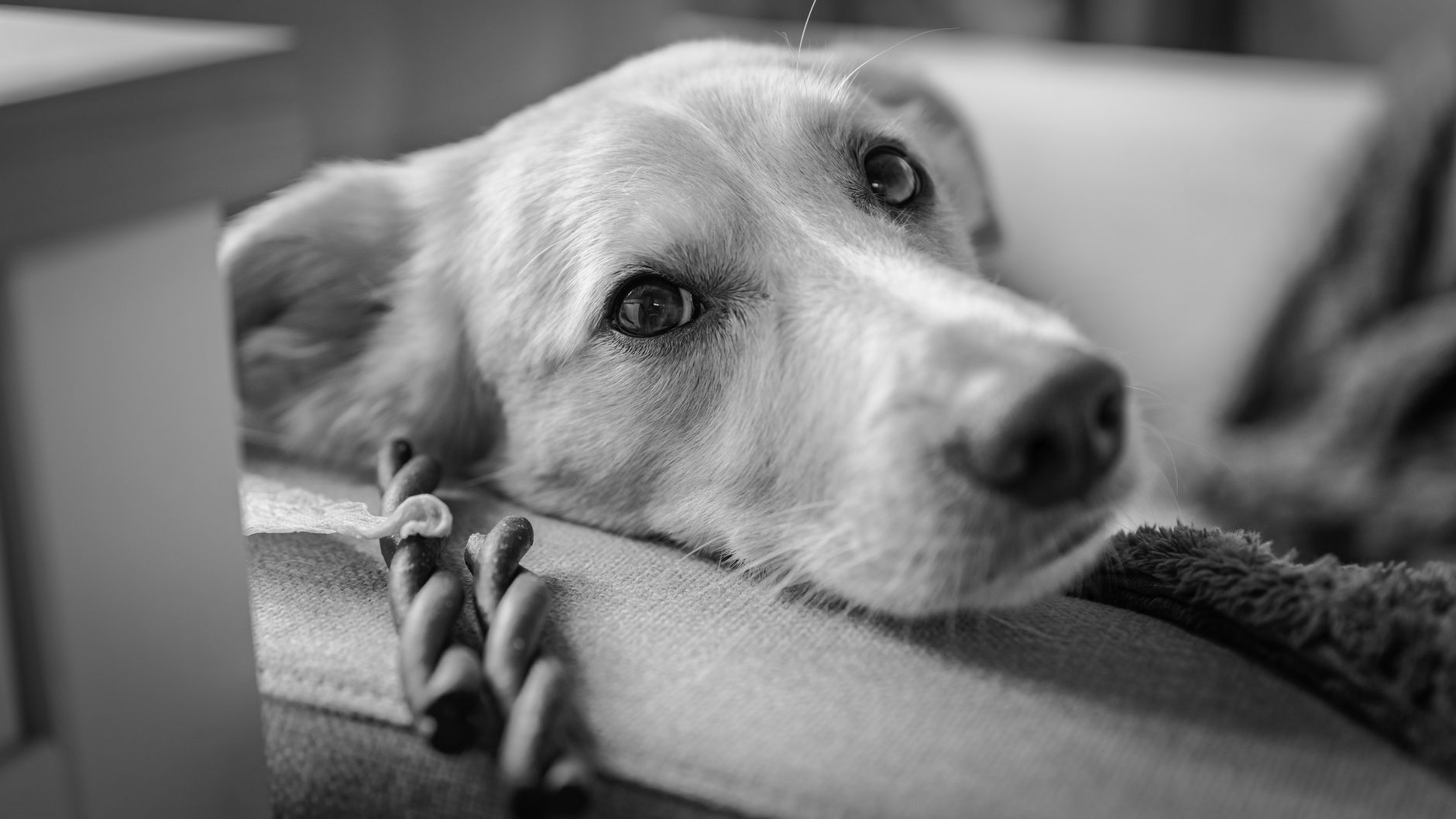 Representative black-and-white portrait of a relaxed dog resting its head on a cushion.